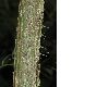 image of Eleutherococcus senticosus