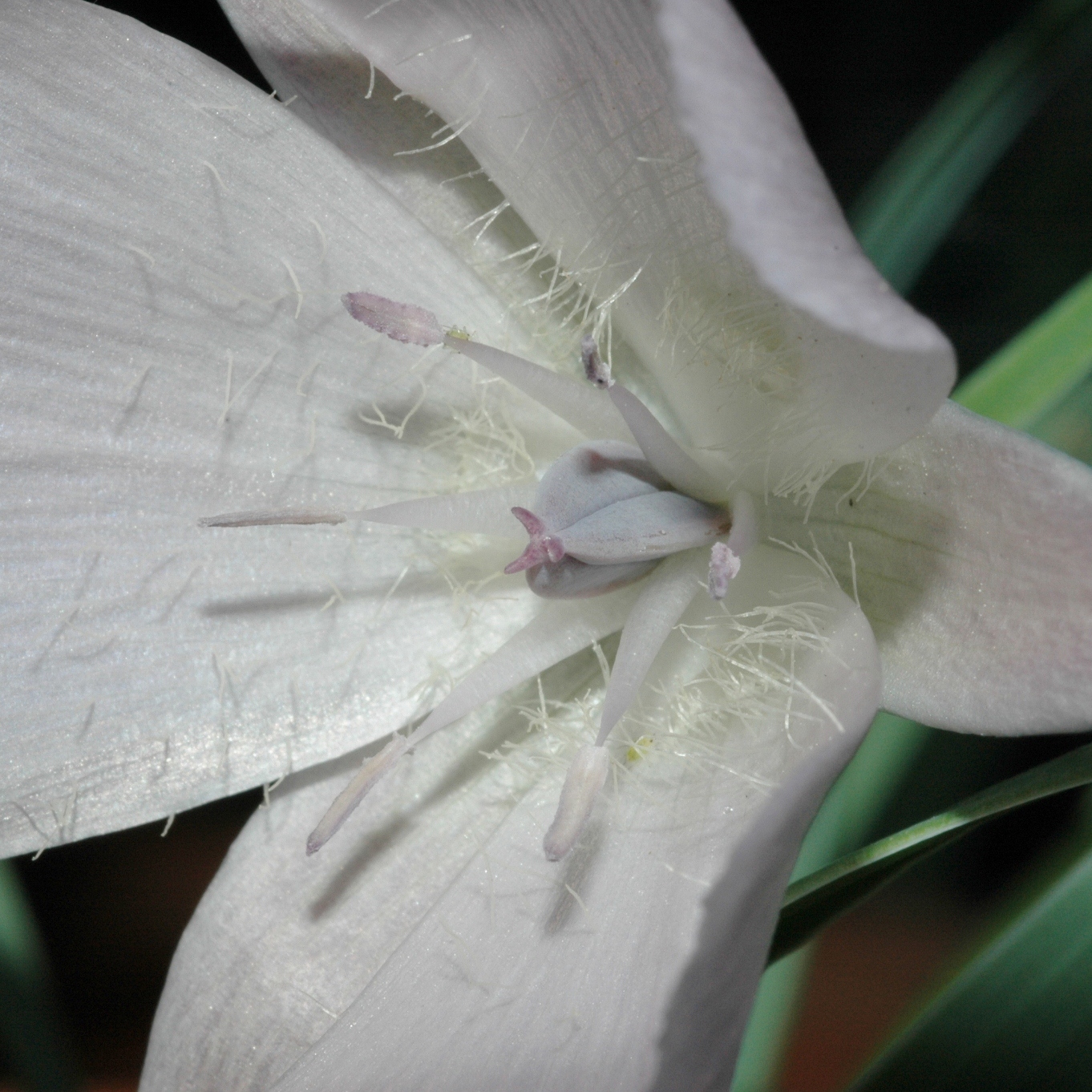 Liliaceae Calochortus 
