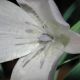 image of Calochortus 