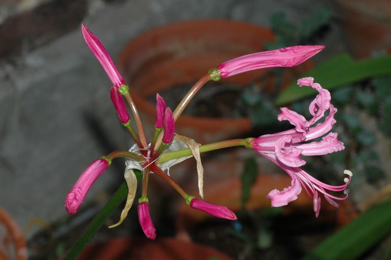 Amaryllidaceae Nerine bowdenii