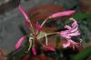 image of Nerine bowdenii