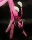 image of Nerine bowdenii