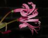 image of Nerine bowdenii