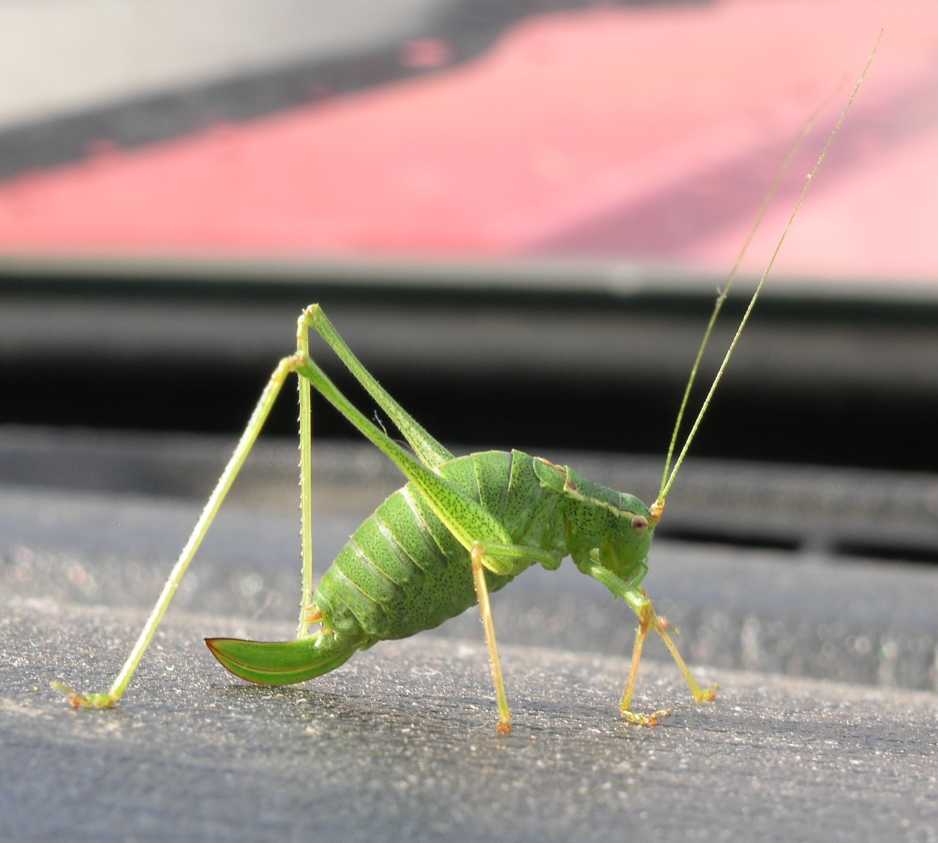 Tettigoniidae  