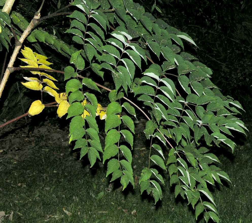 Araliaceae Aralia elata