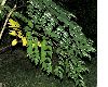 image of Aralia elata
