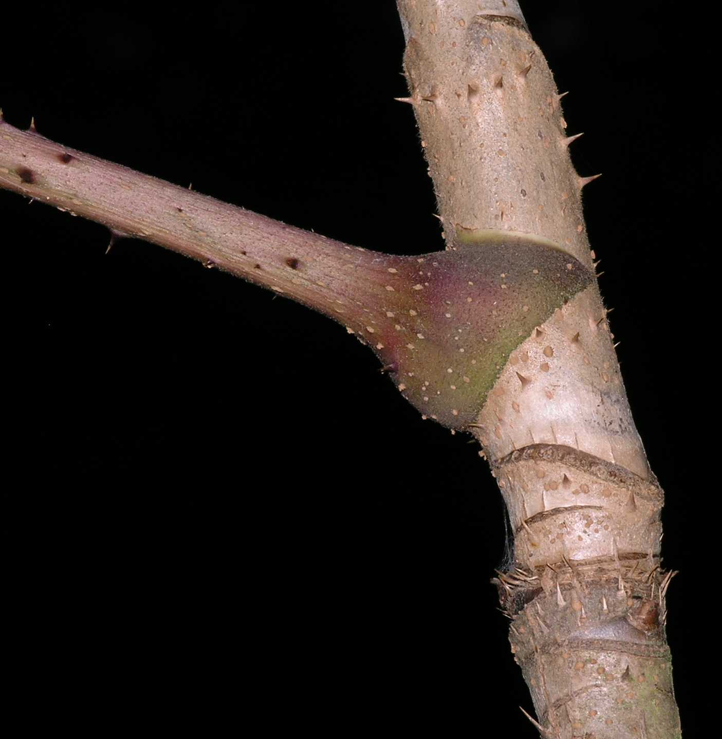 Araliaceae Aralia elata