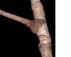 image of Aralia elata