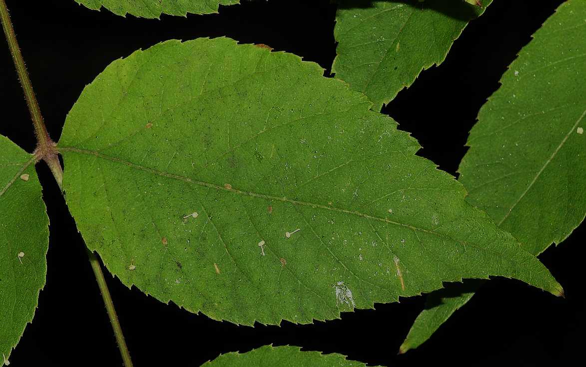 Araliaceae Aralia elata