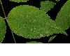 image of Aralia elata