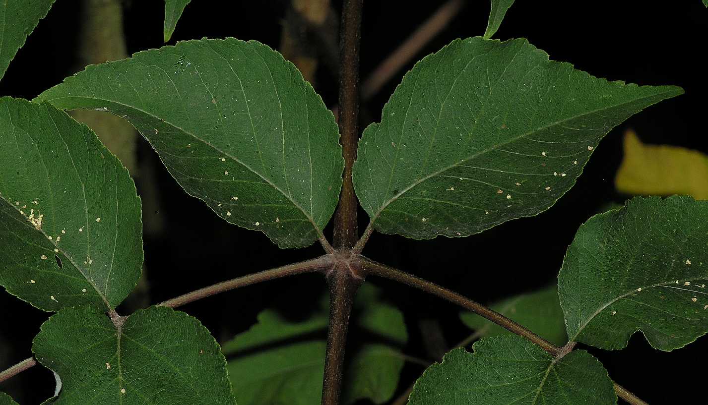 Araliaceae Aralia elata