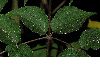 image of Aralia elata