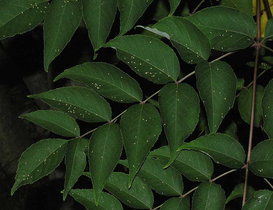 Araliaceae Aralia elata