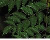 image of Aralia elata