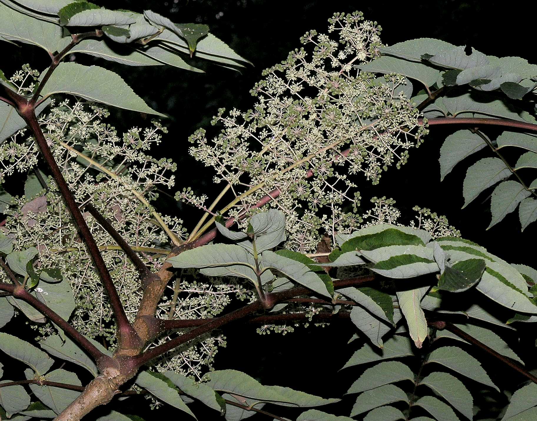 Araliaceae Aralia elata
