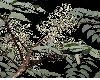 image of Aralia elata
