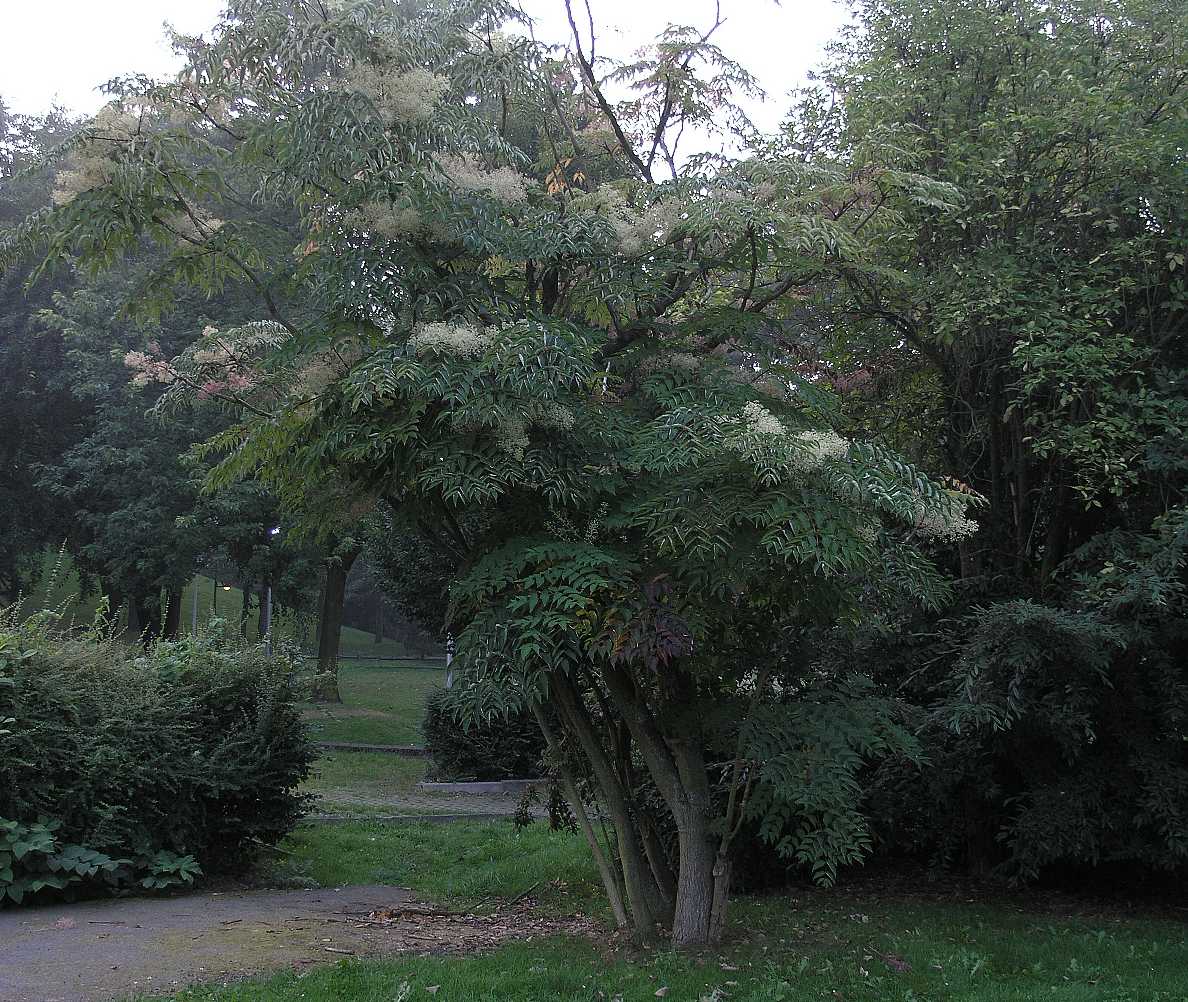 Araliaceae Aralia elata