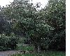 image of Aralia elata