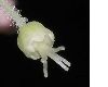 image of Aralia elata