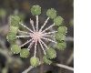 image of Aralia elata