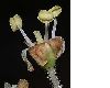 image of Aralia elata