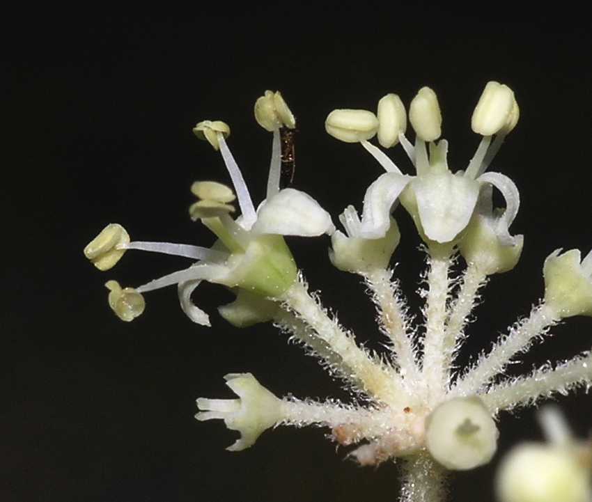 Araliaceae Aralia elata