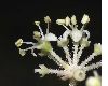image of Aralia elata