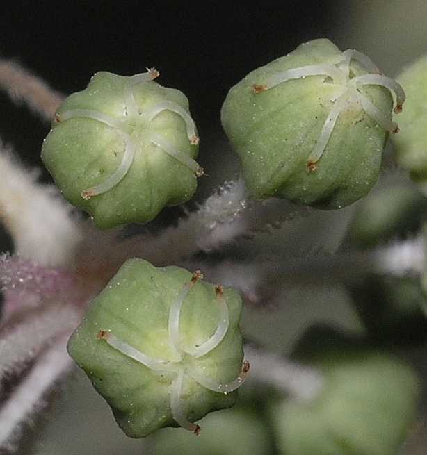 Araliaceae Aralia elata