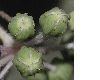image of Aralia elata
