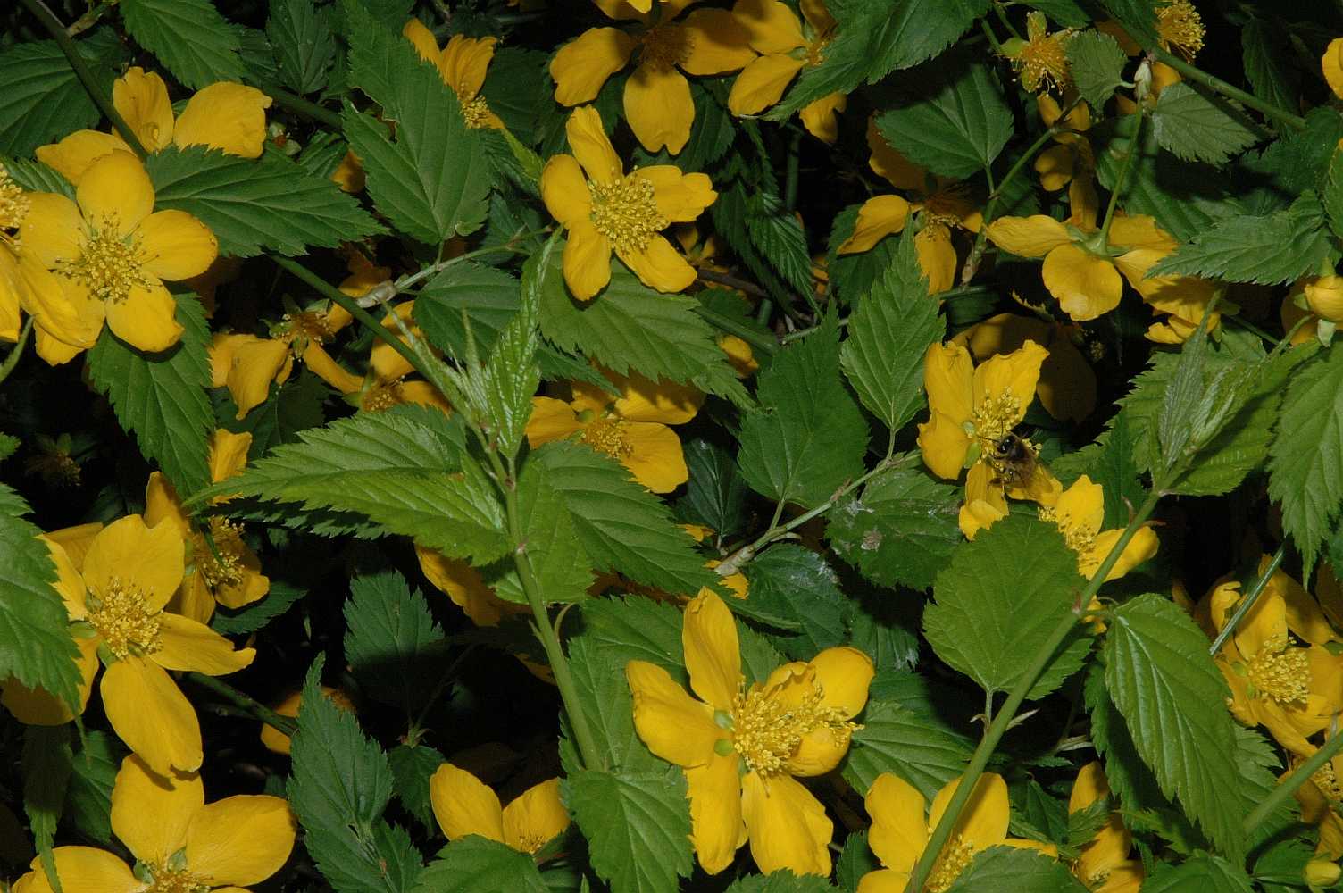 Rosaceae Kerria japonica