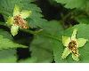 image of Kerria japonica
