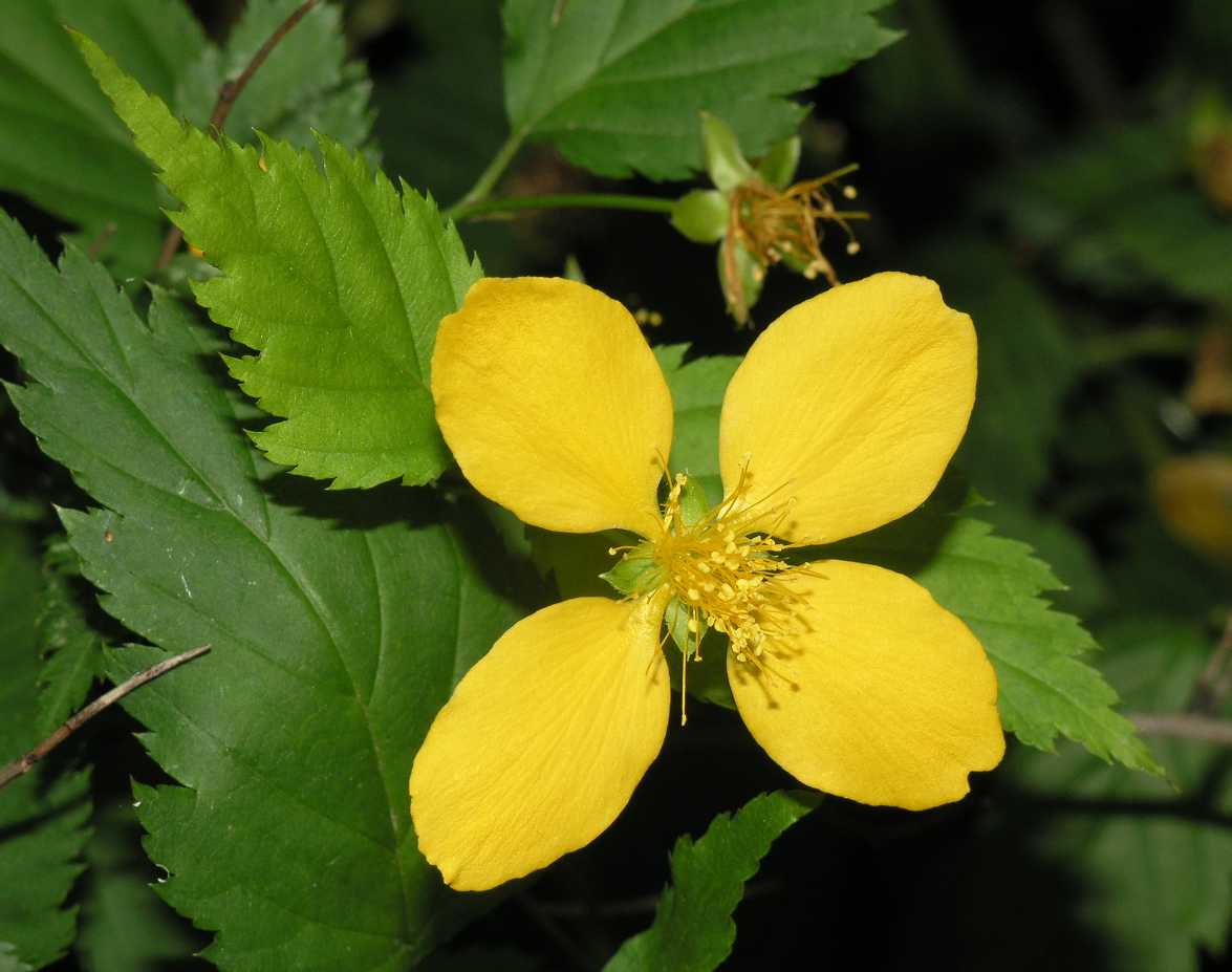 Rosaceae Kerria japonica