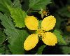 image of Kerria japonica