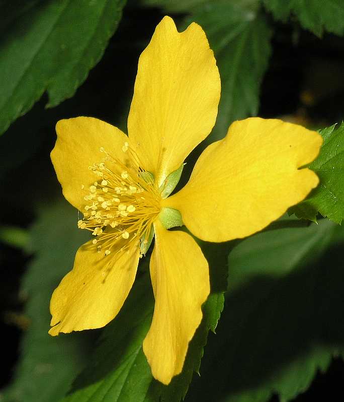Rosaceae Kerria japonica