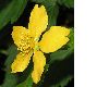 image of Kerria japonica