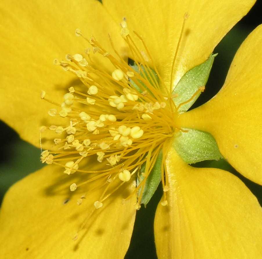 Rosaceae Kerria japonica