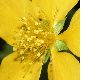 image of Kerria japonica