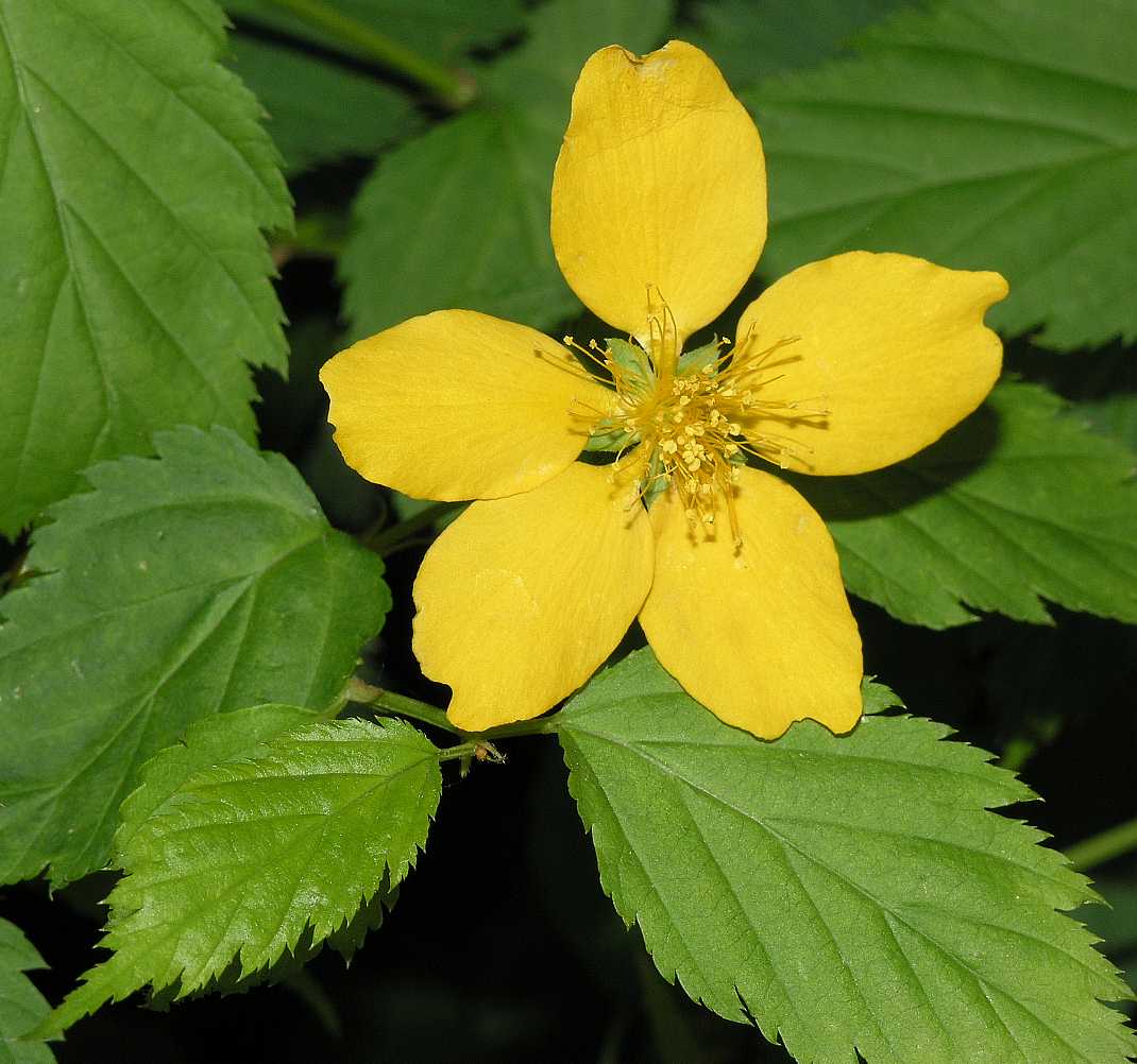 Rosaceae Kerria japonica