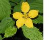 image of Kerria japonica