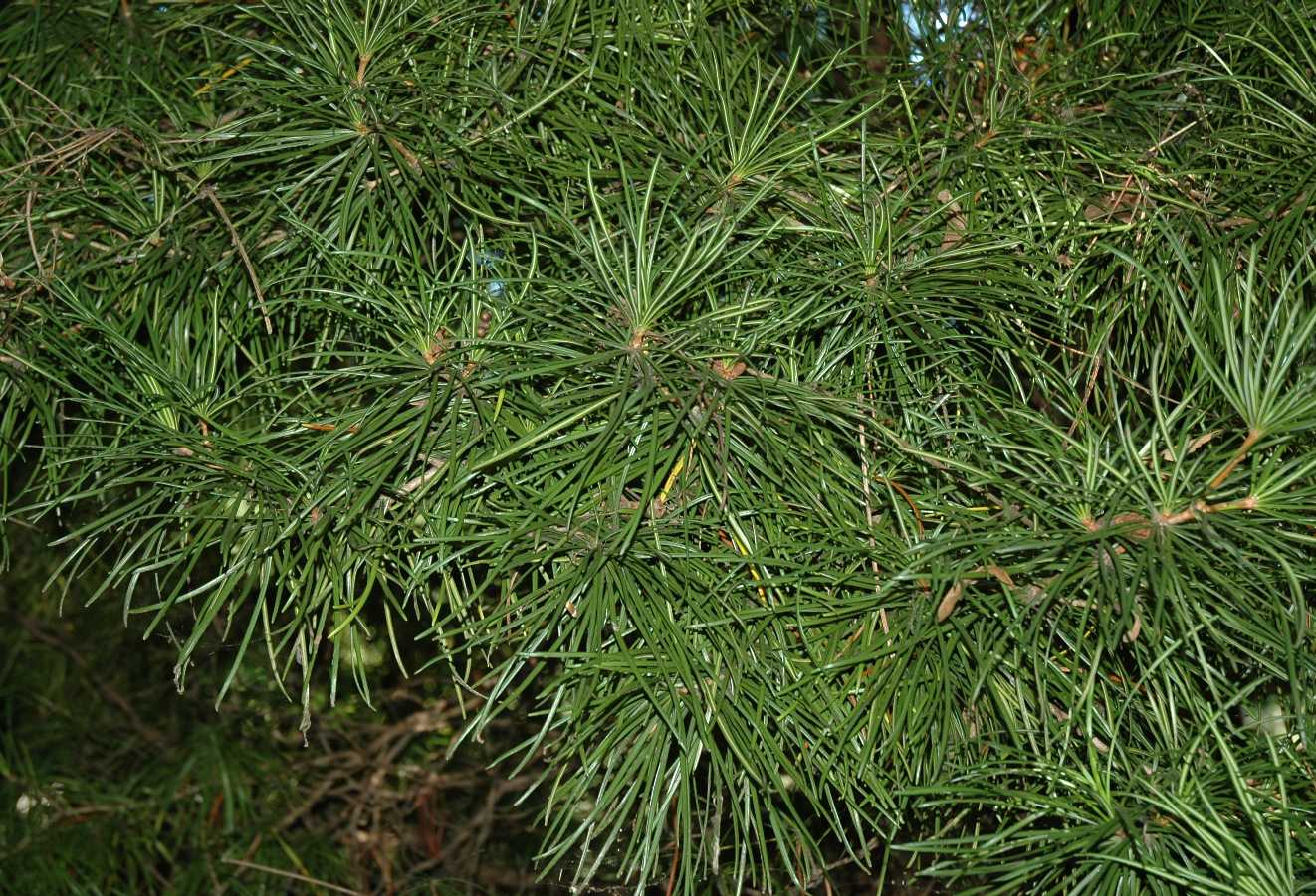Sciadopityaceae Sciadopitys verticillata