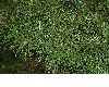 image of Sciadopitys verticillata