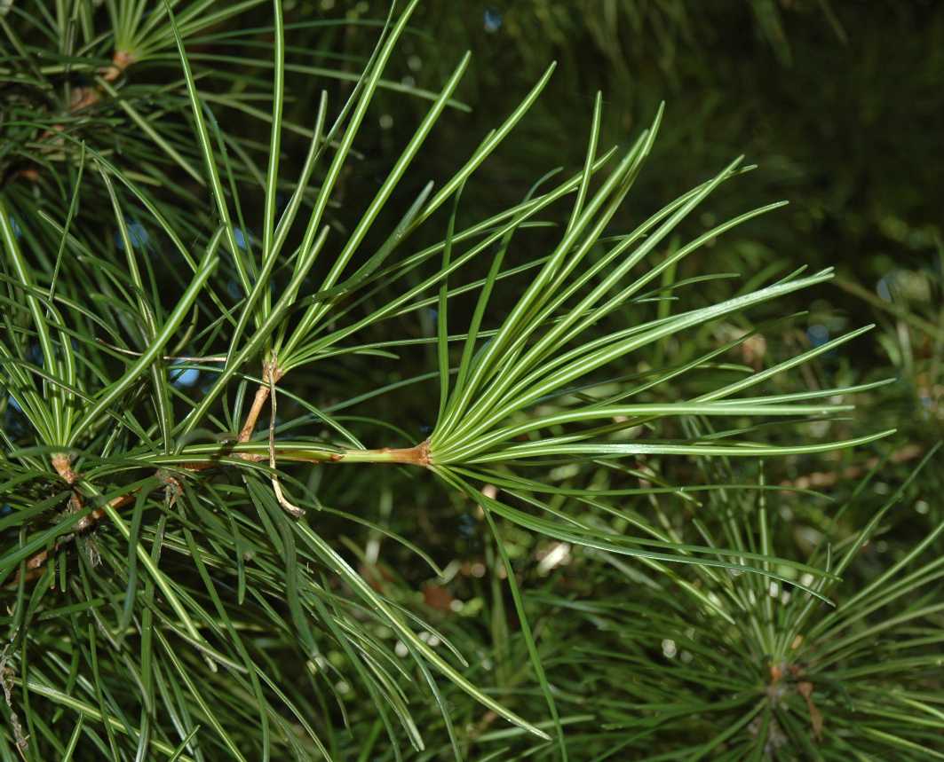 Sciadopityaceae Sciadopitys verticillata