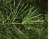 image of Sciadopitys verticillata