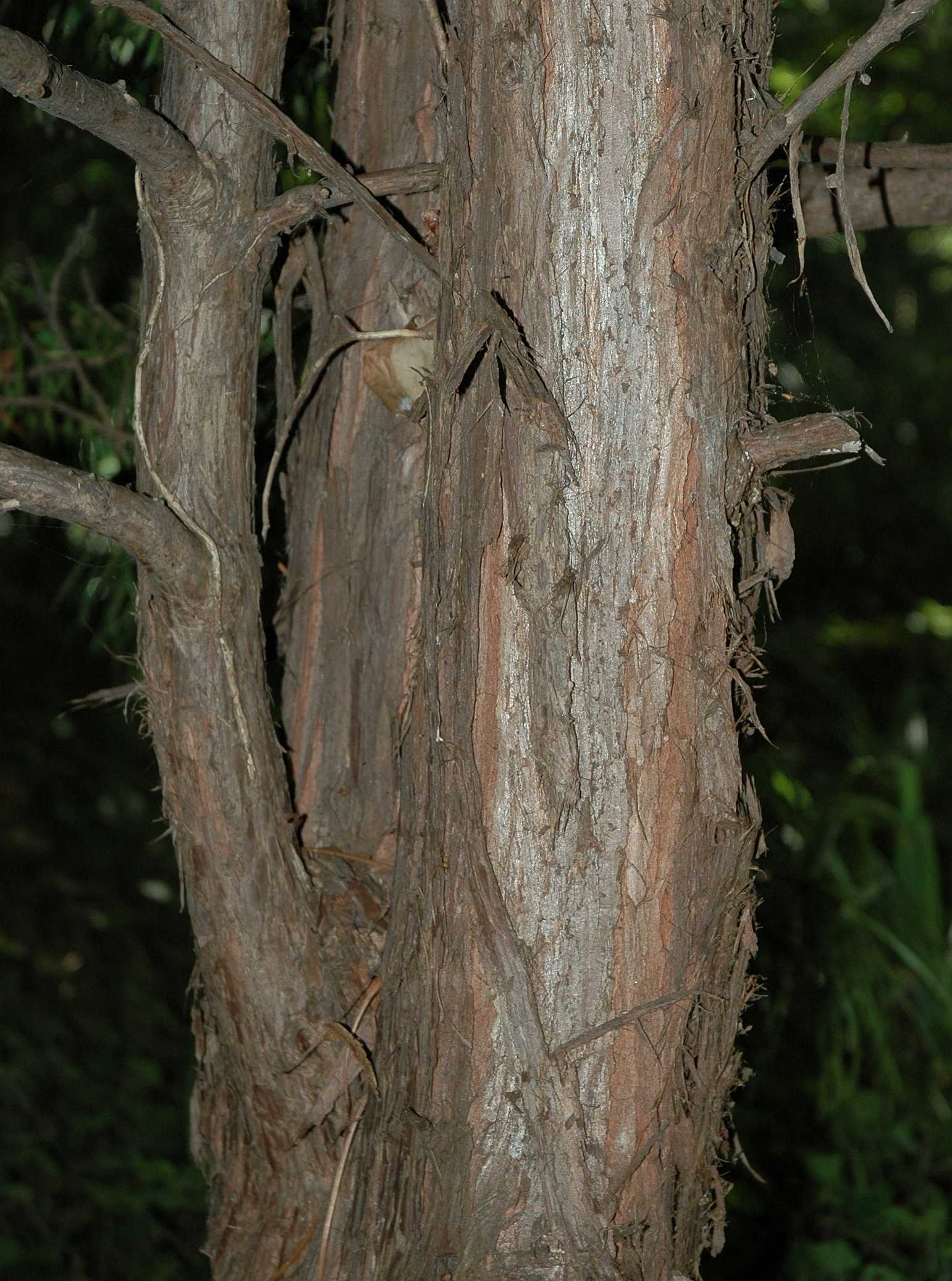 Sciadopityaceae Sciadopitys verticillata