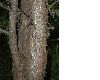 image of Sciadopitys verticillata