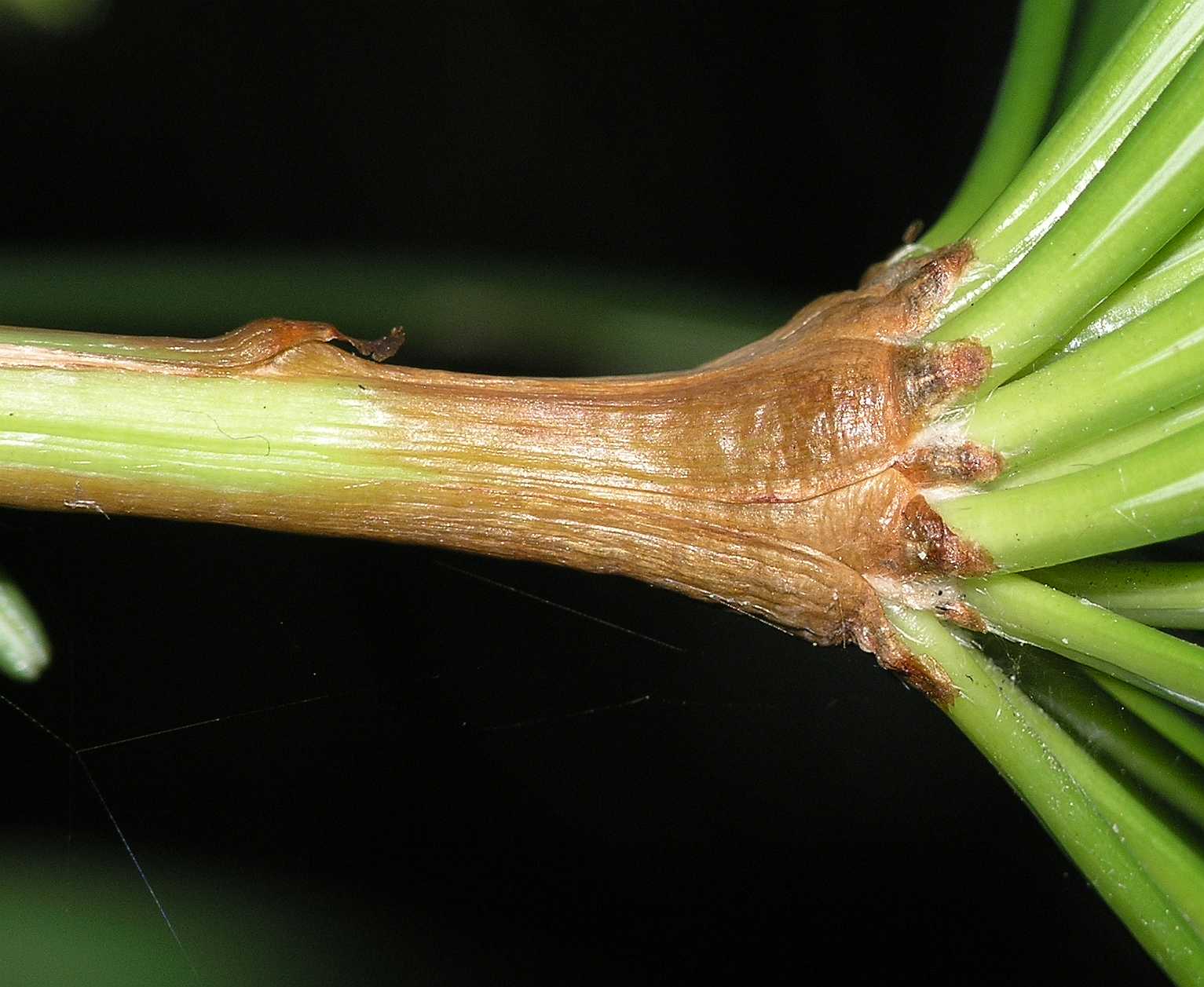Sciadopityaceae Sciadopitys verticillata