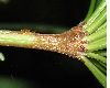 image of Sciadopitys verticillata