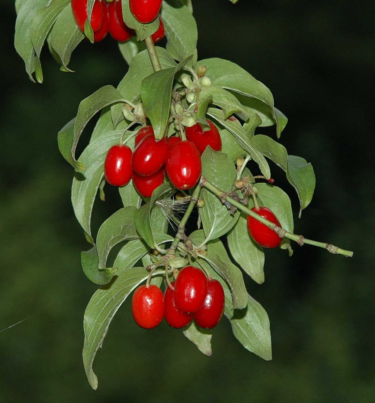 Cornaceae Cornus mas