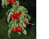image of Cornus mas