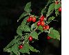 image of Cornus mas